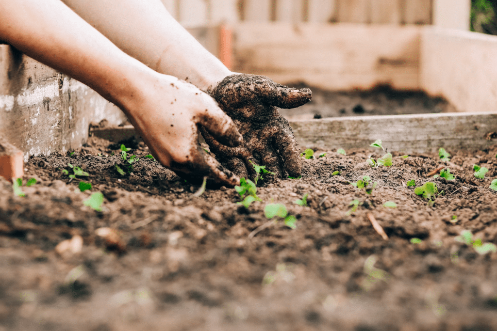 AI and Autoflower Seeds: Revolutionizing Home Gardening