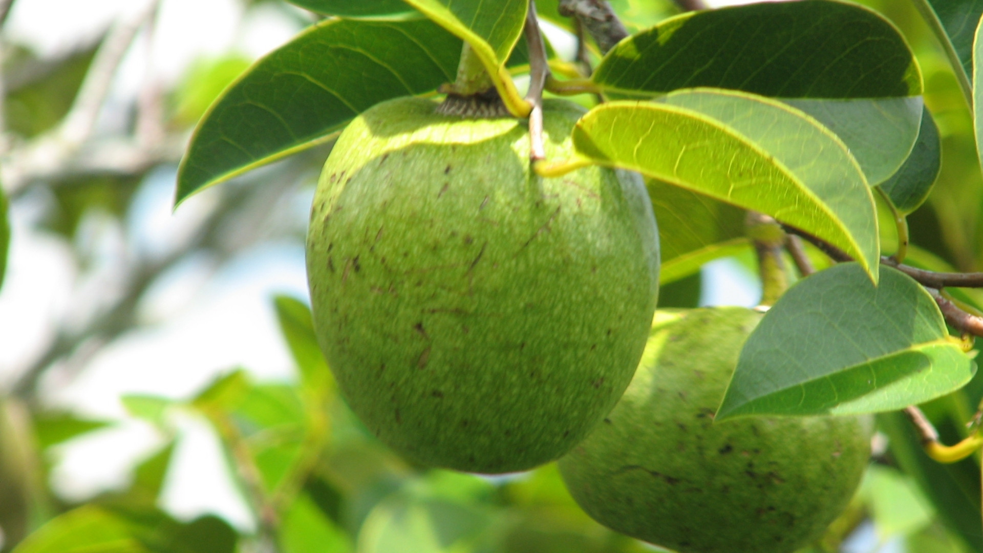 Alligator Apple