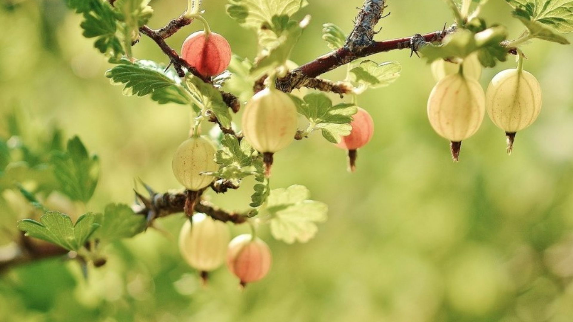 American Gooseberry