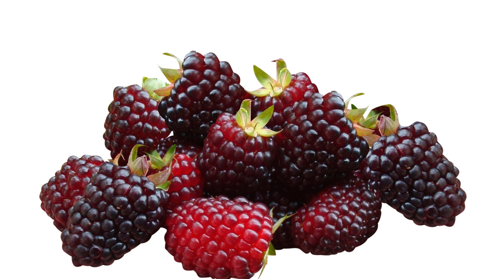 Andean Blackberry