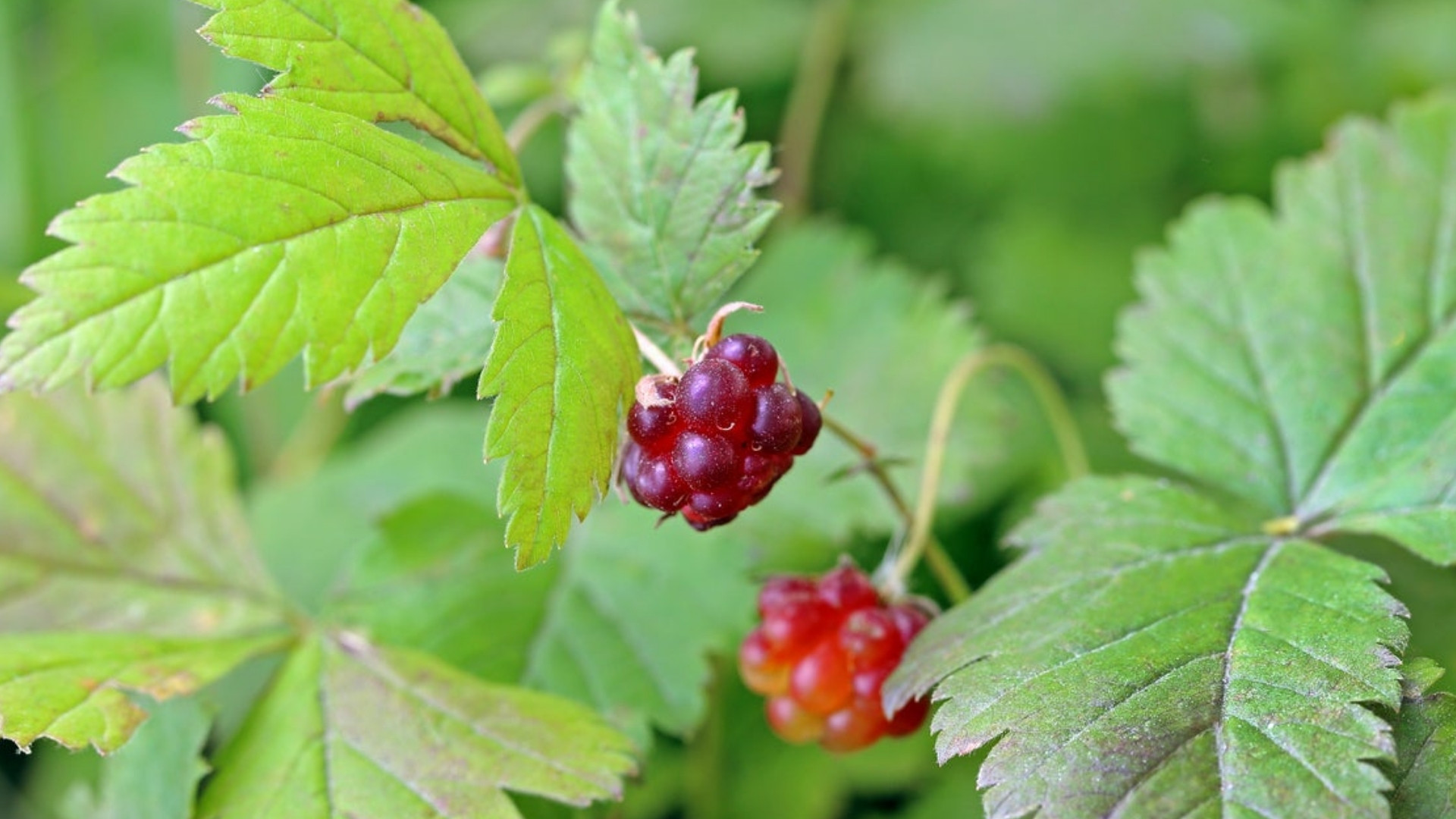 Arctic Raspberry