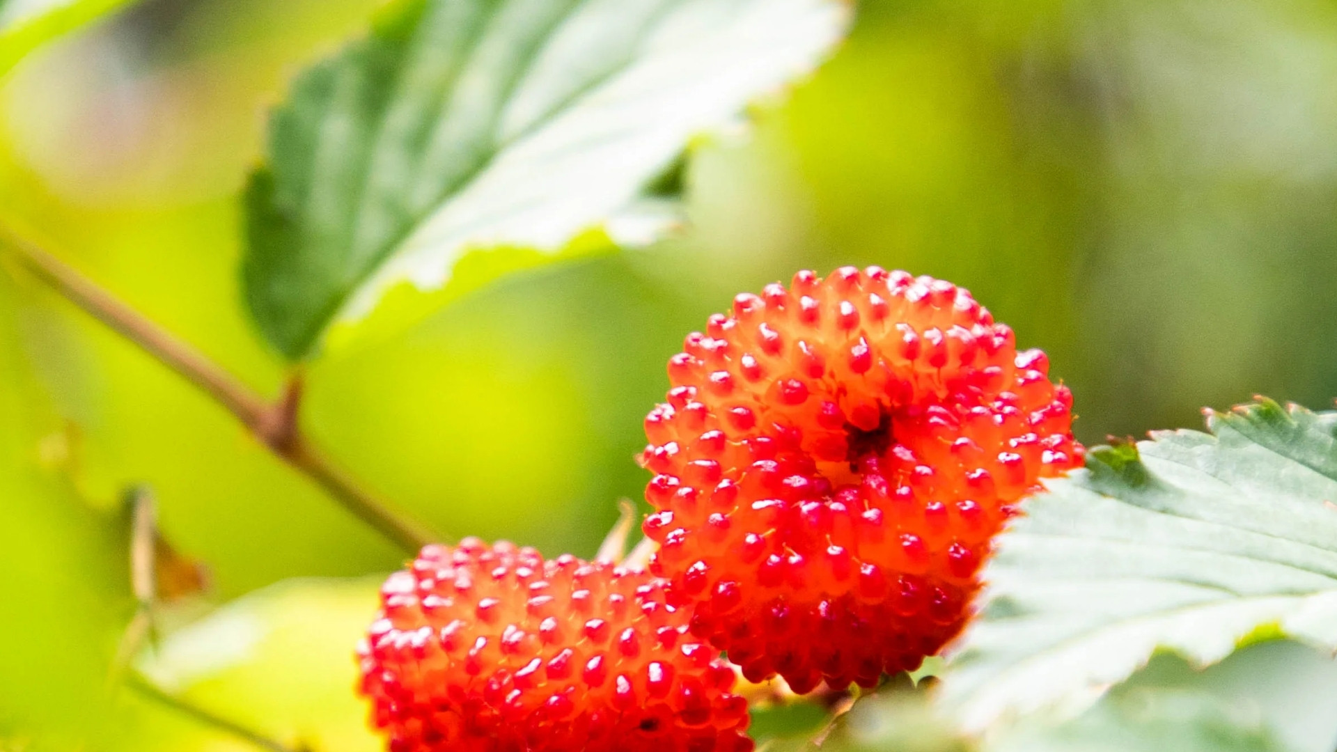 Atherton Raspberry
