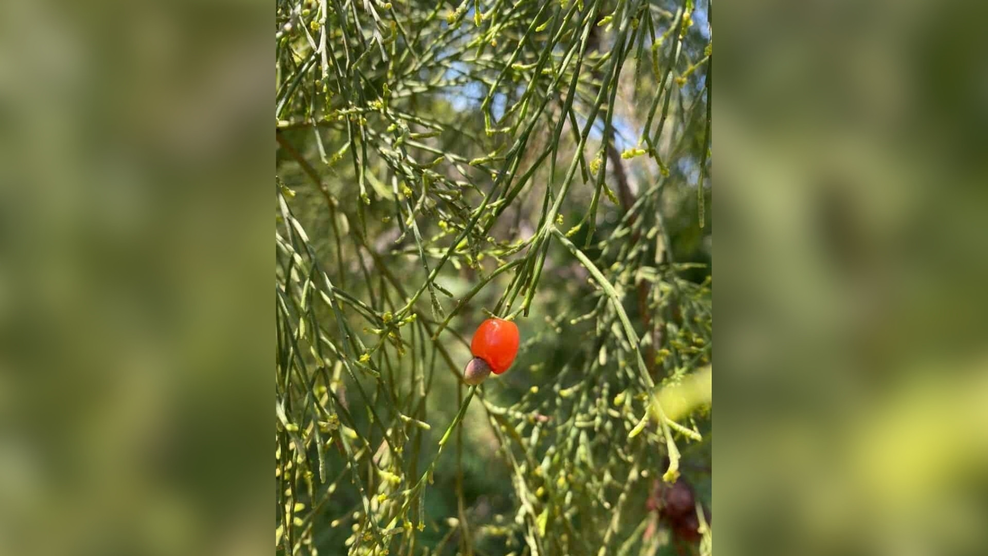 Desert Cherry