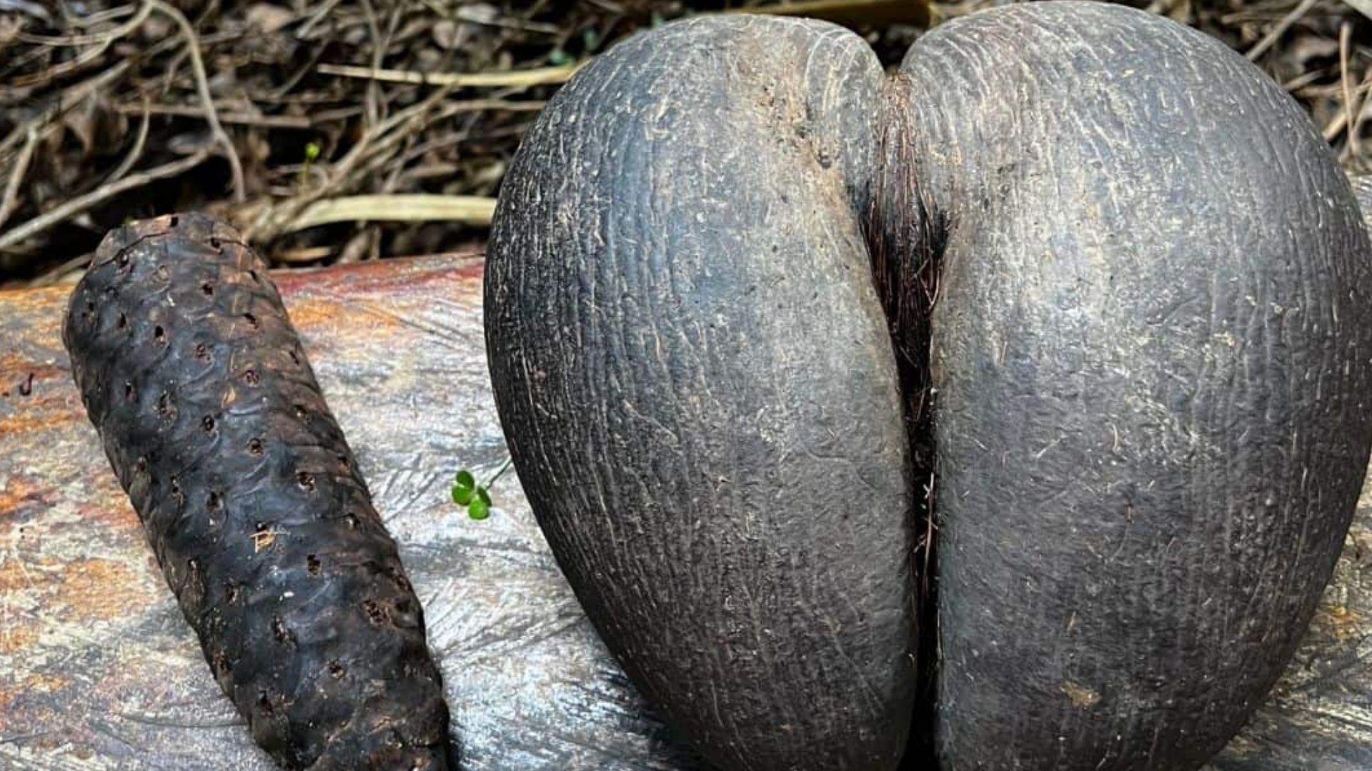 Double Coconut