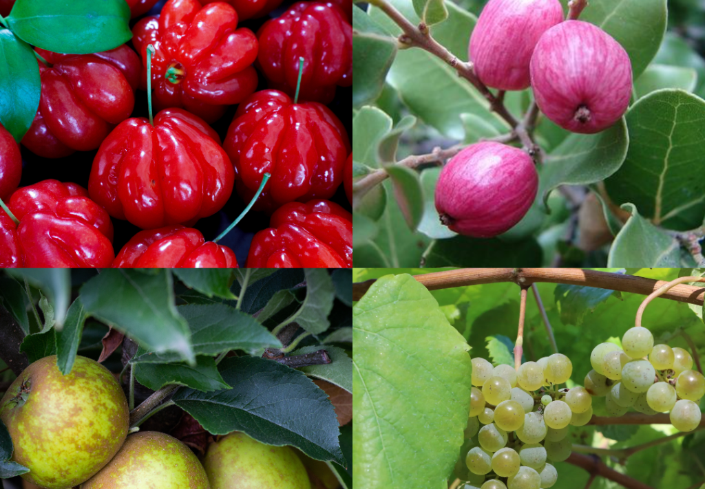 Fruits that Start with E