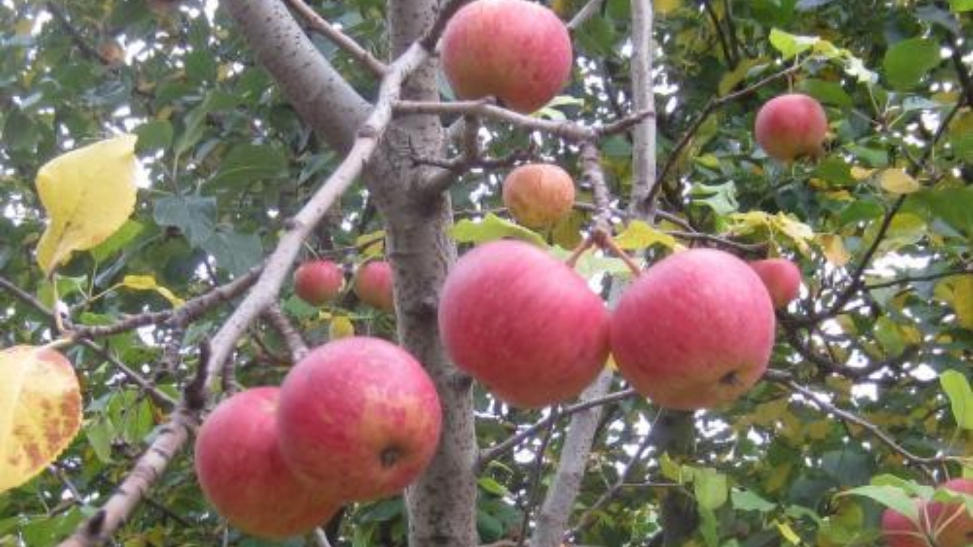 Malus Sieversii