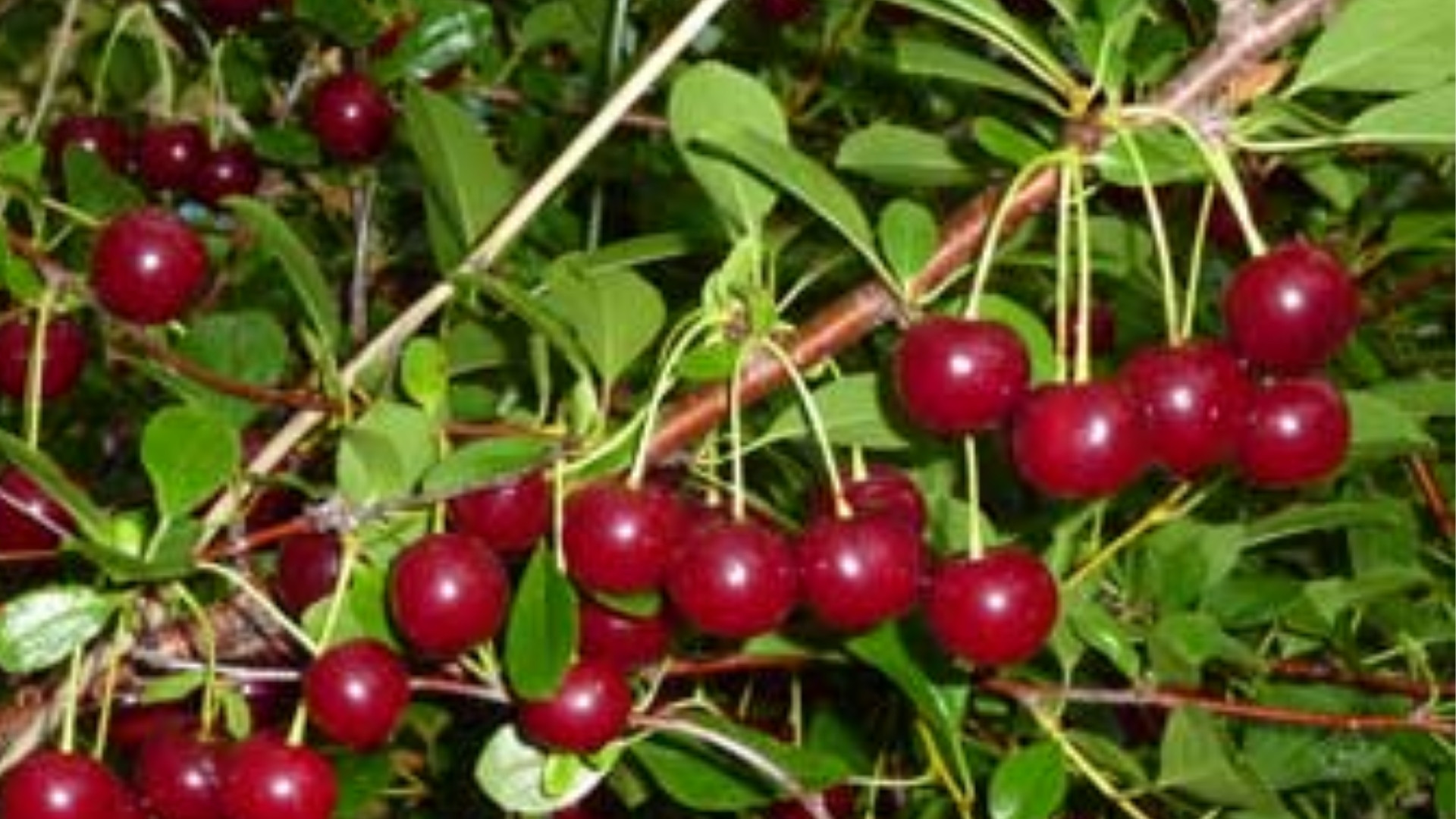 Manchurian Cherry