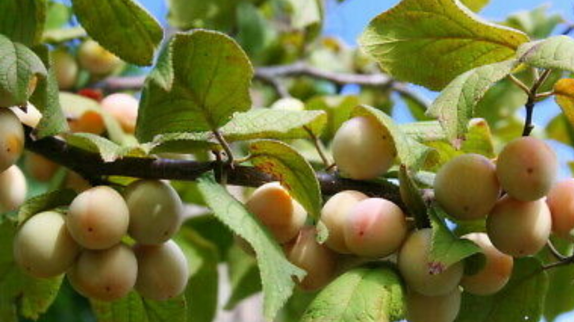 Mexican Plum