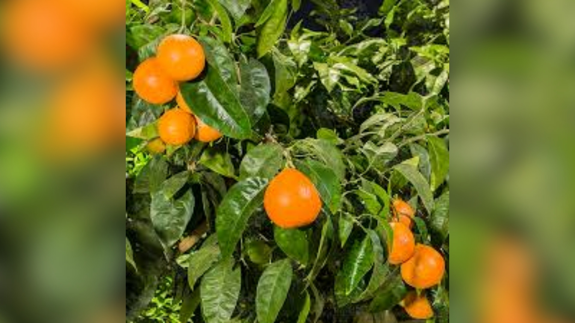 Minneola Tangelo