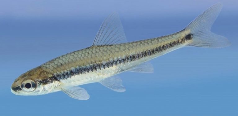 Different Animals Found in Fresh Water with Pictures and Facts ...