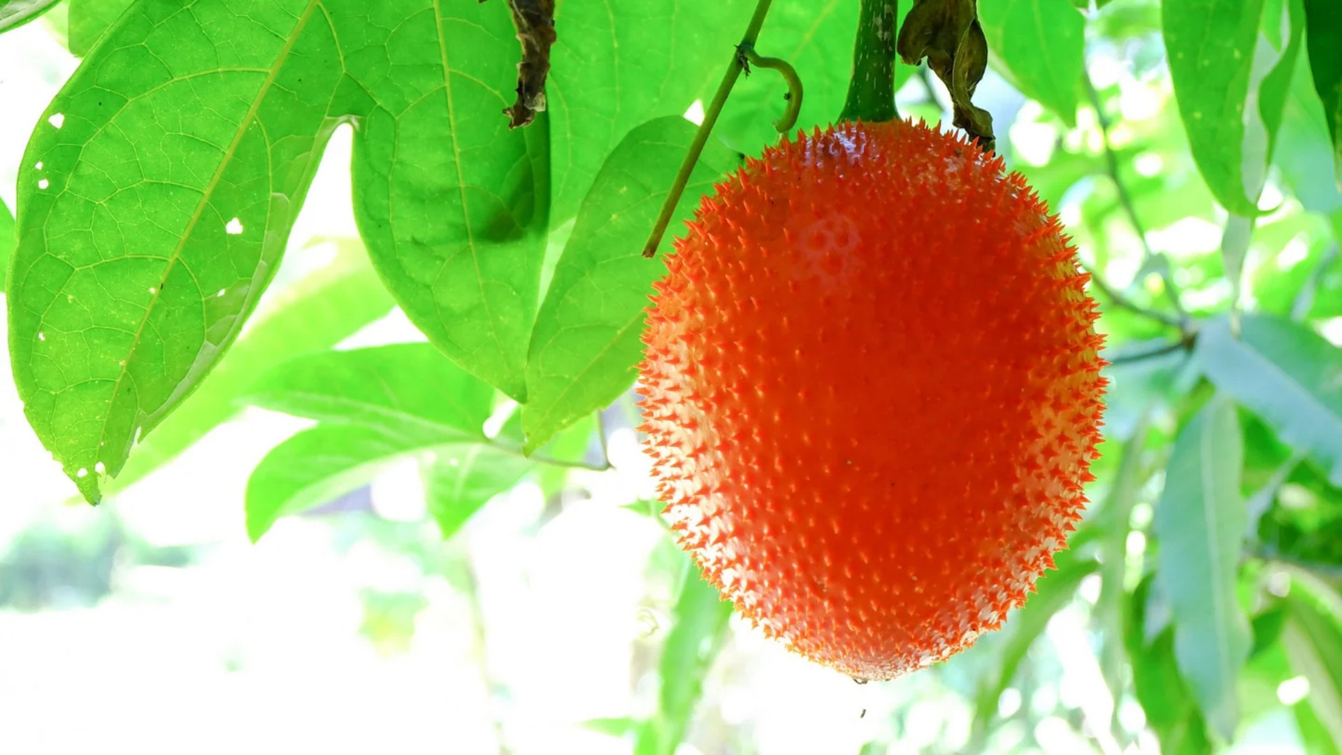 Momordica Fruit