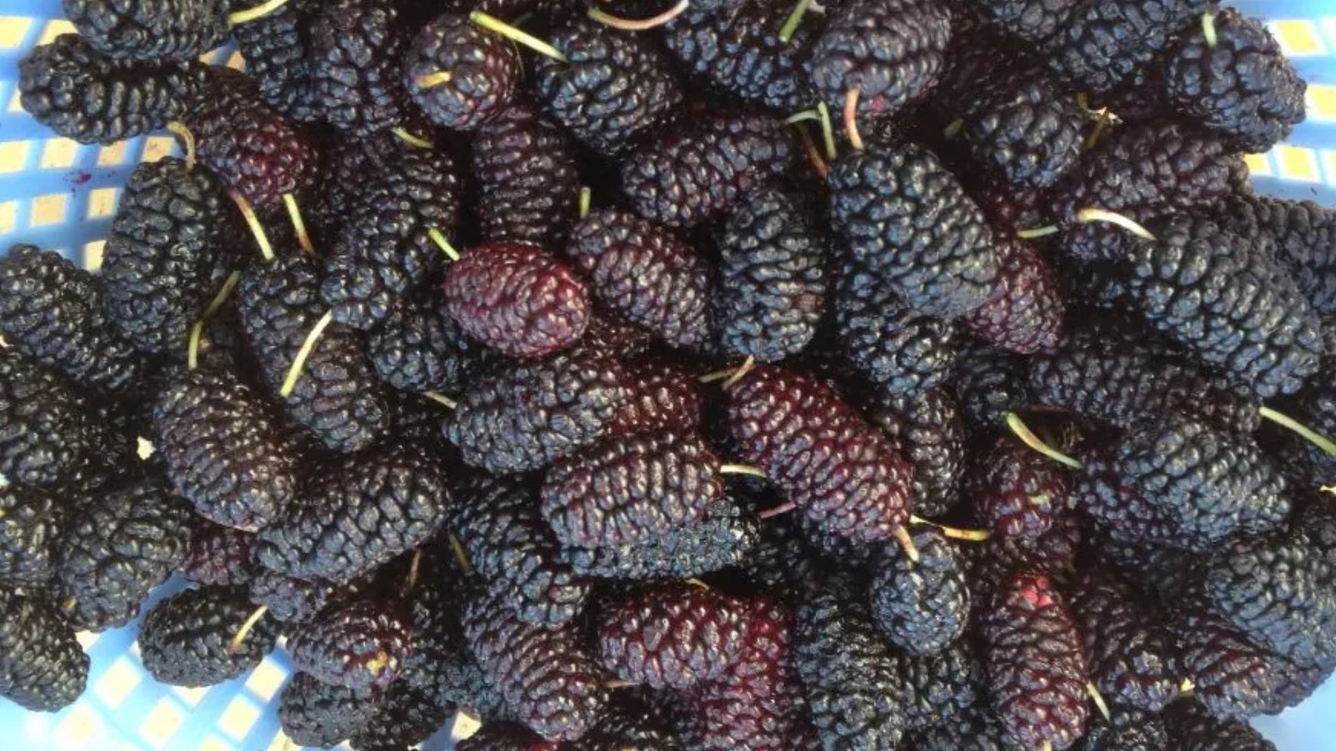Mulberry