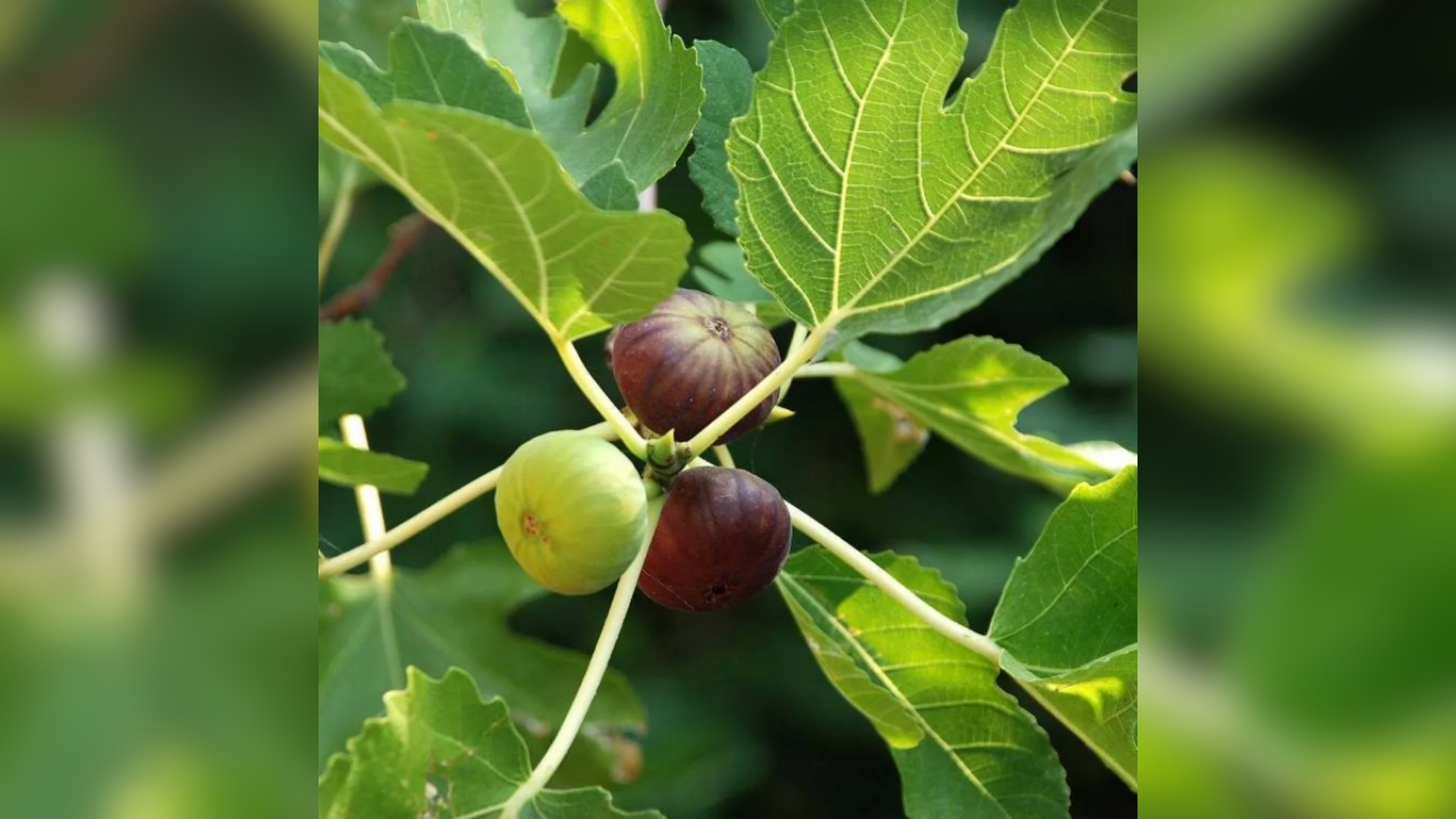 Indian Fig