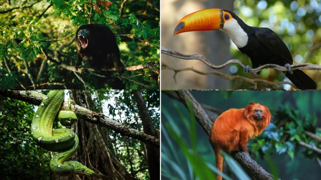 List of Jungle animals