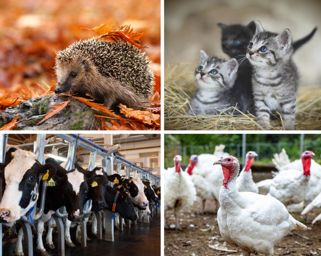 X List of Farm animals