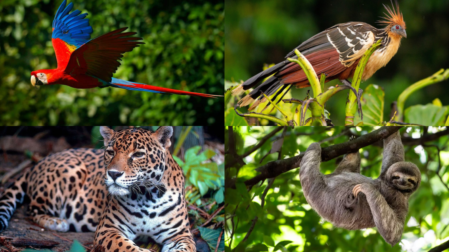 41 Tropical Rainforest Animals With Facts Pictures Richmond Mom