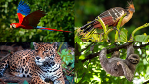 FUN FACTS ABOUT ANIMALS IN THE TROPICAL RAINFOREST visual data 7