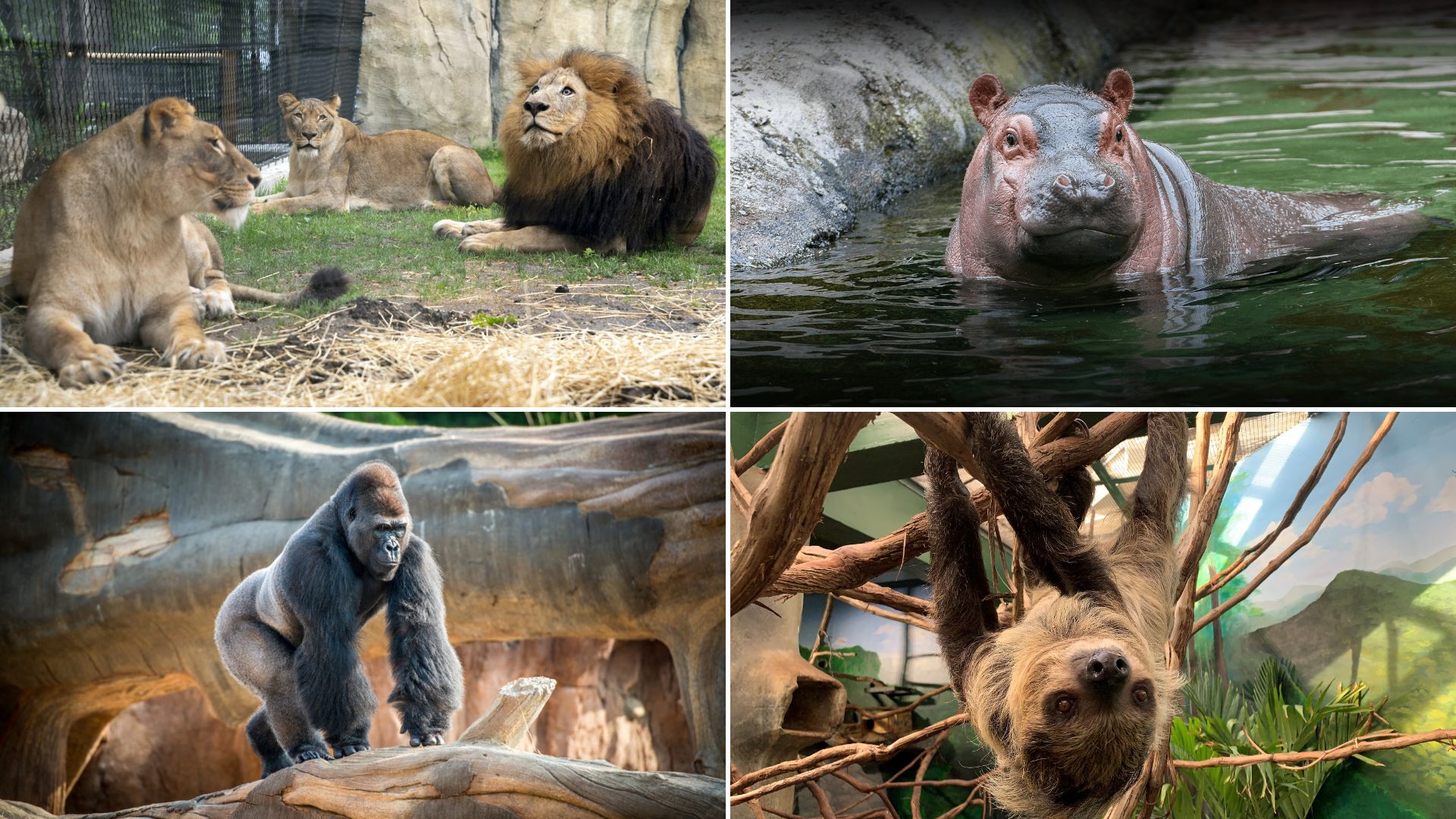 Zoo Animal Coloring Pages
