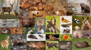 Springans Animal 25 Fascinating Spring Animals to Spot this Spring - Richmond Mom