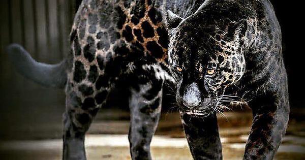 23 Hybrid Animals That Will Surprise You Richmond Mom