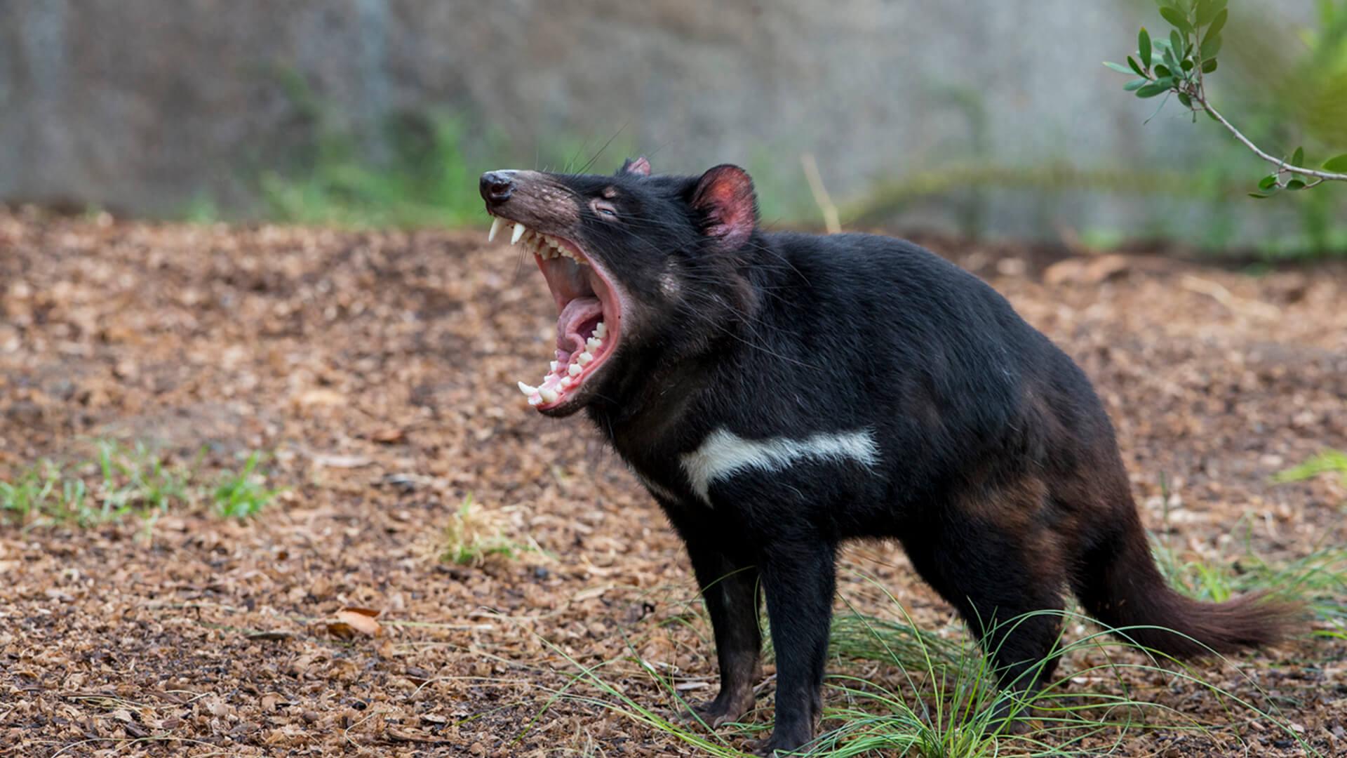 25 Interesting Animal Sounds You Should Know Richmond Mom