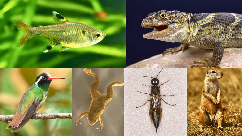 Animals That Start With X You Should Know About