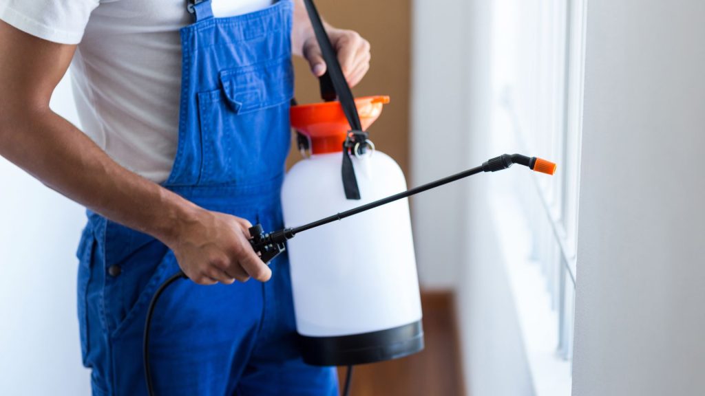 Professional vs. DIY Pest Control: When to Call the Experts