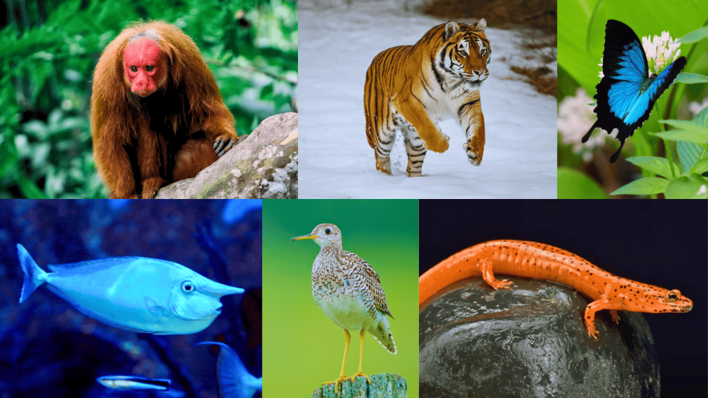 ,animals that start with u