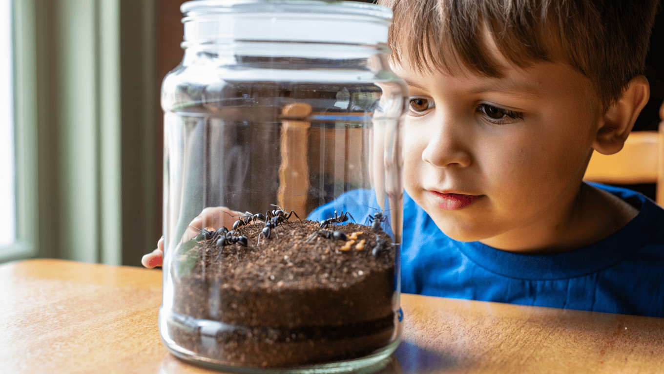 AAnt Habitat in a Jar
