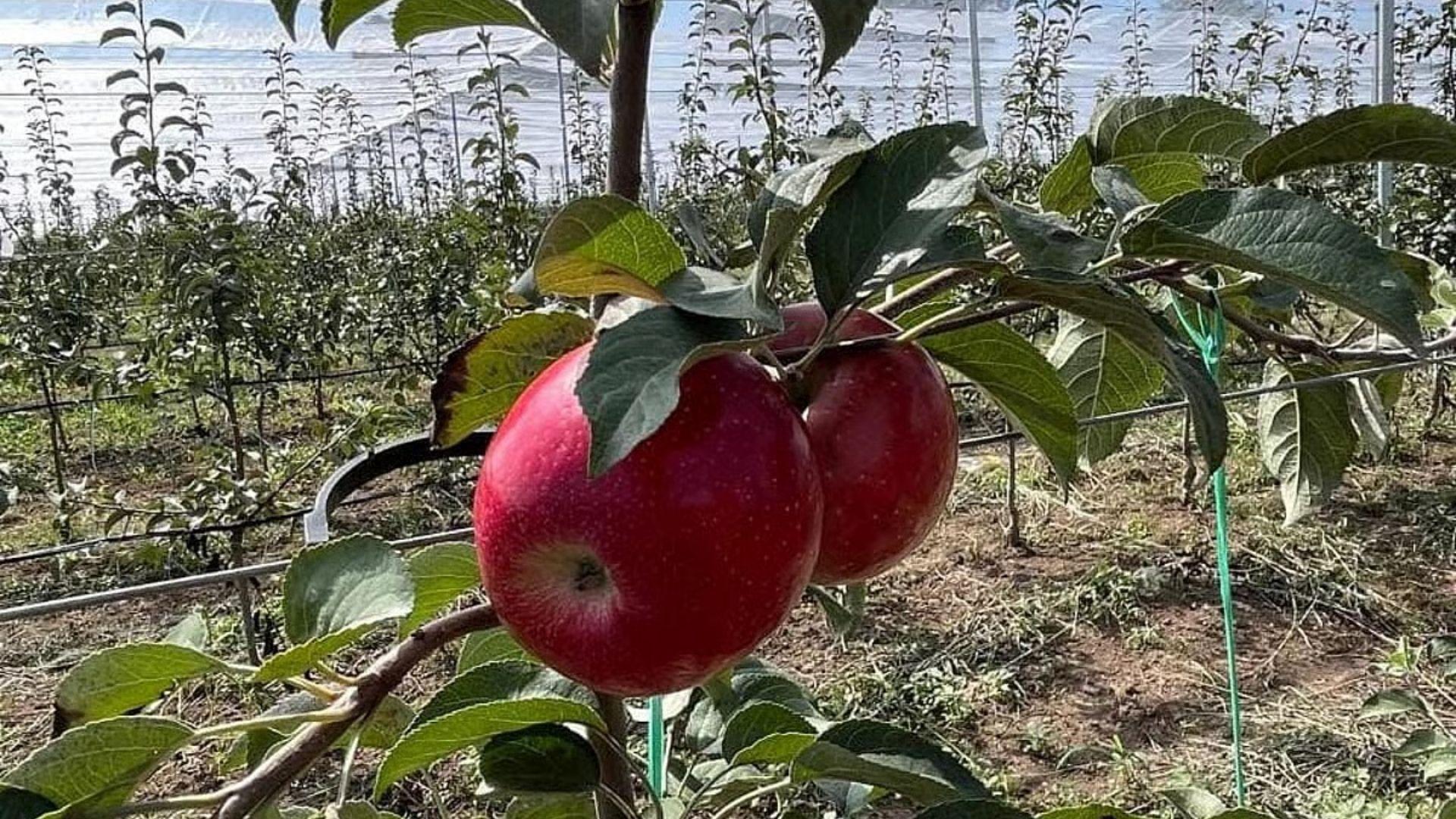 Dalrymple Apple