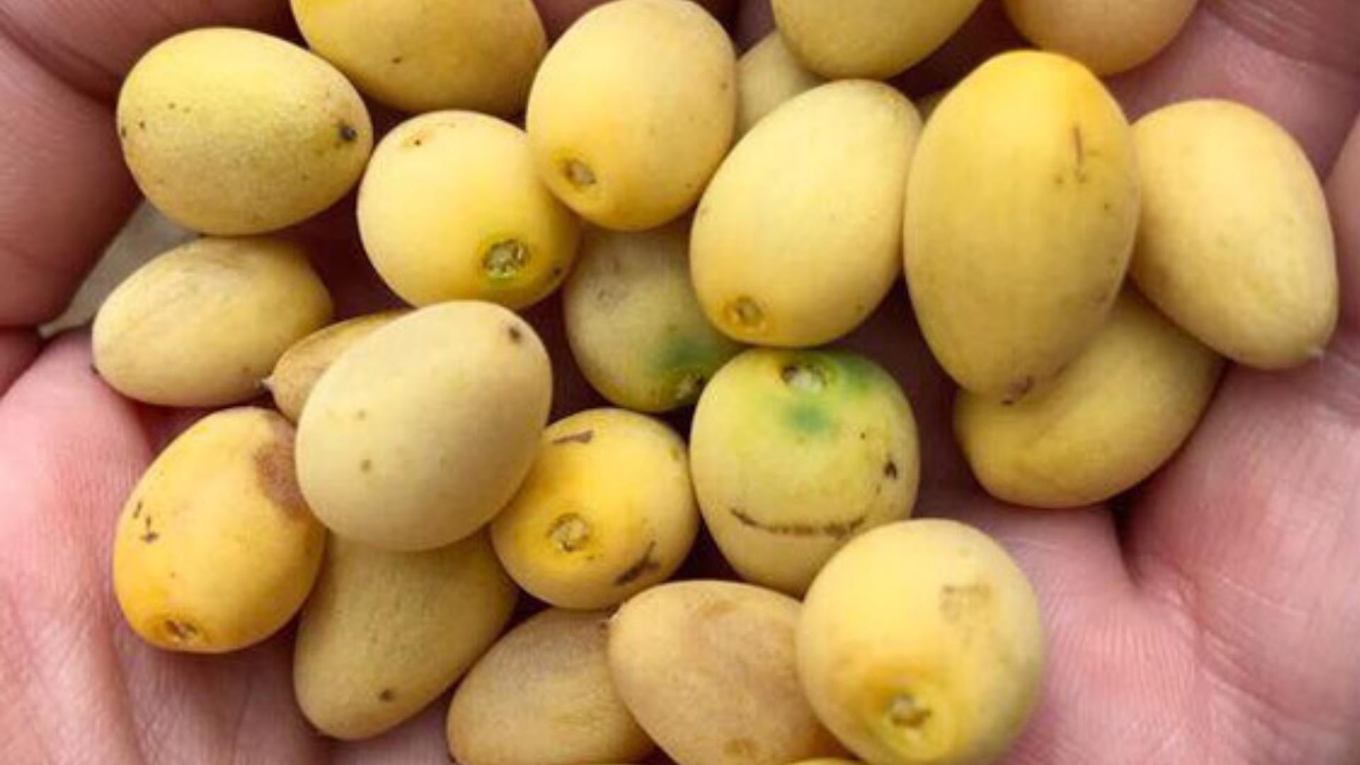 Damara Plum
