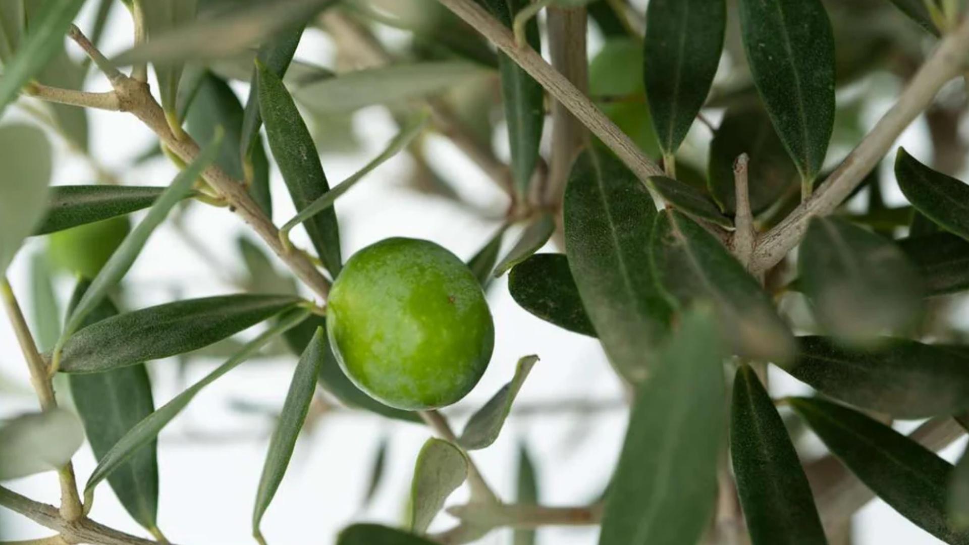 Damietta Olive