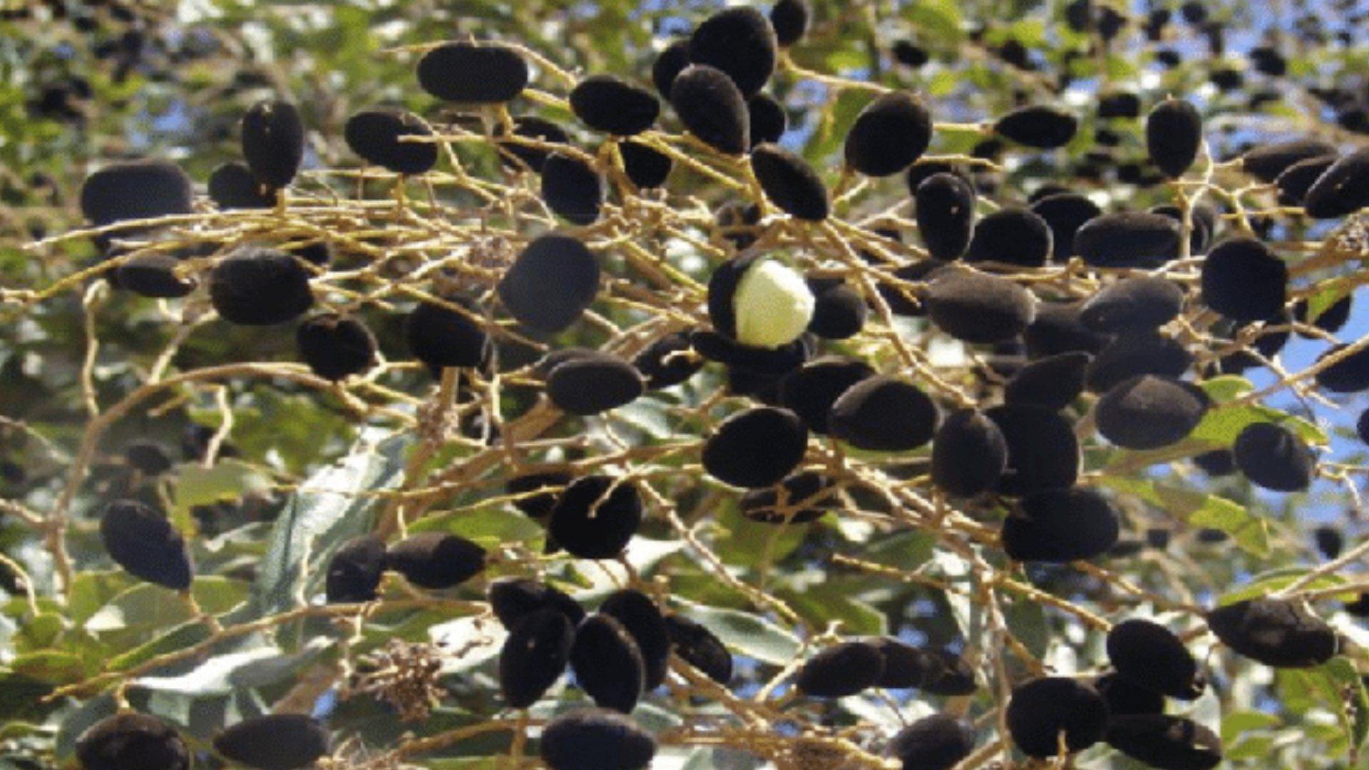 Danta Fruit