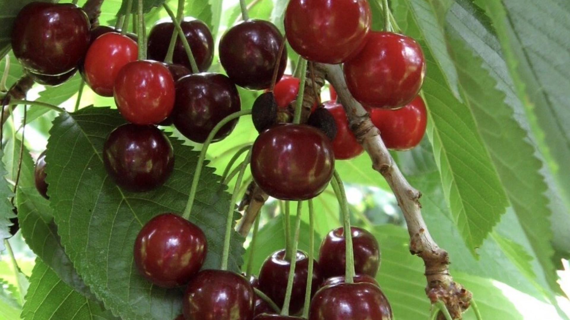 Danube Cherry
