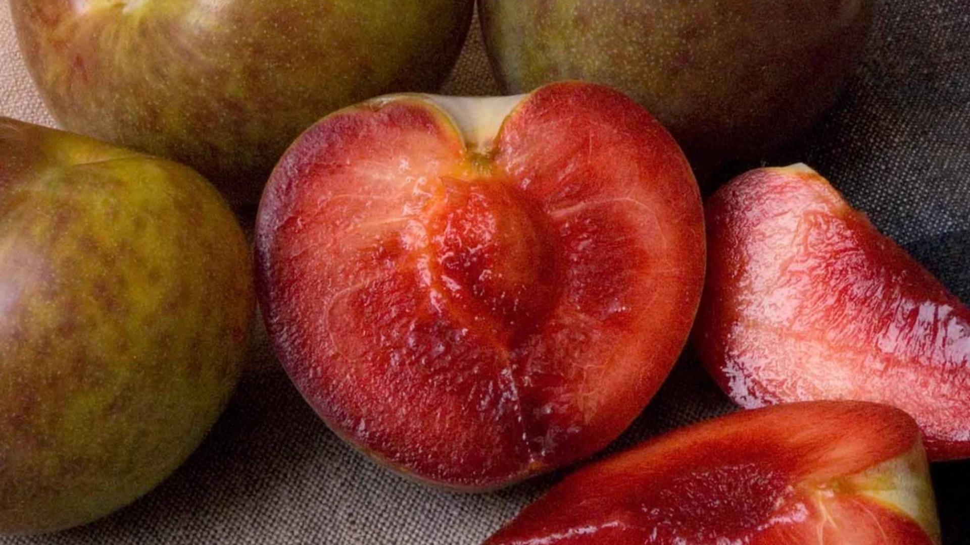 Dapple Supreme Plum
