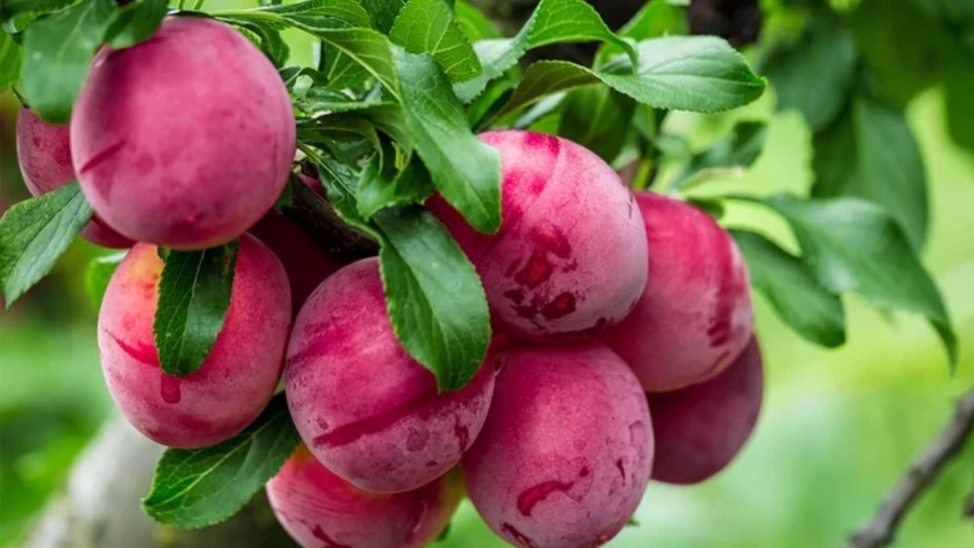 Dapple Sweet Aprium
