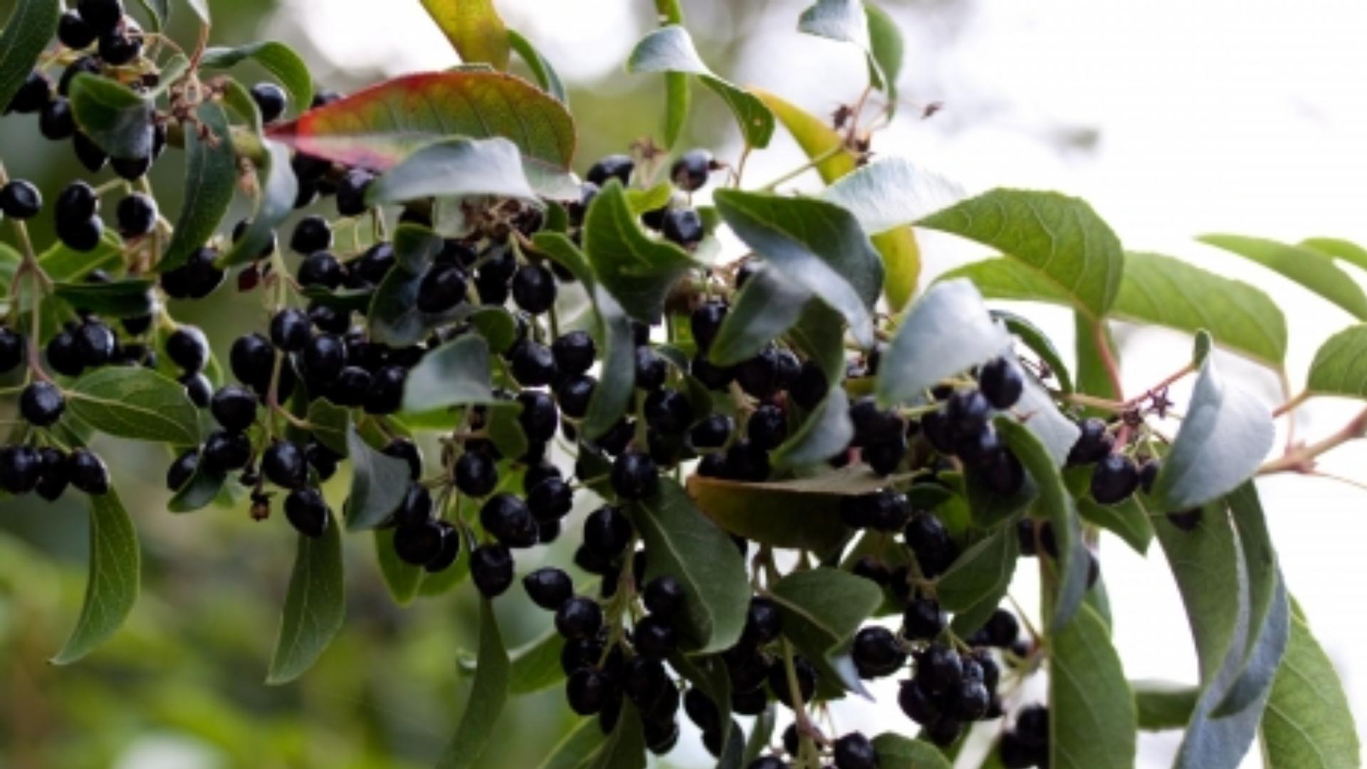 Darwin’s Vine Fruit
