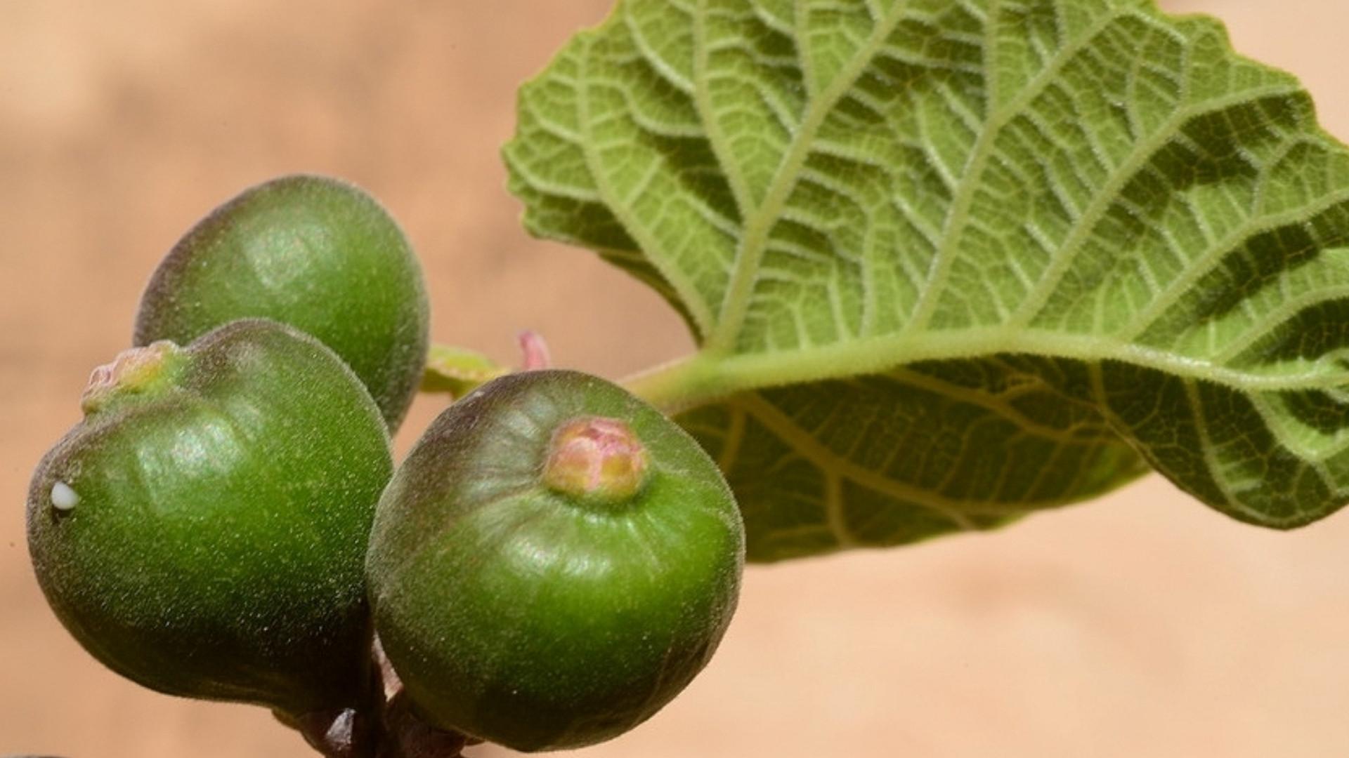 Dealate Fig