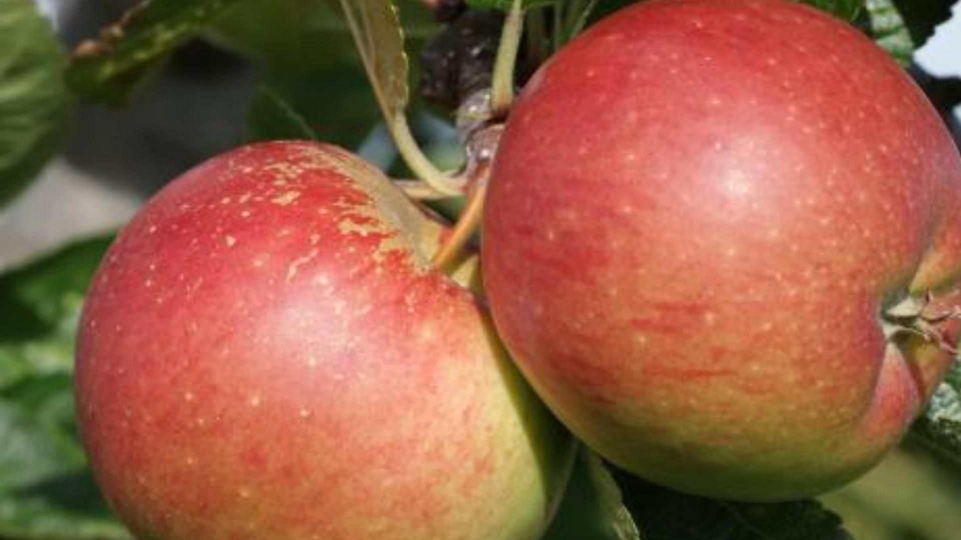 Debut Apple
