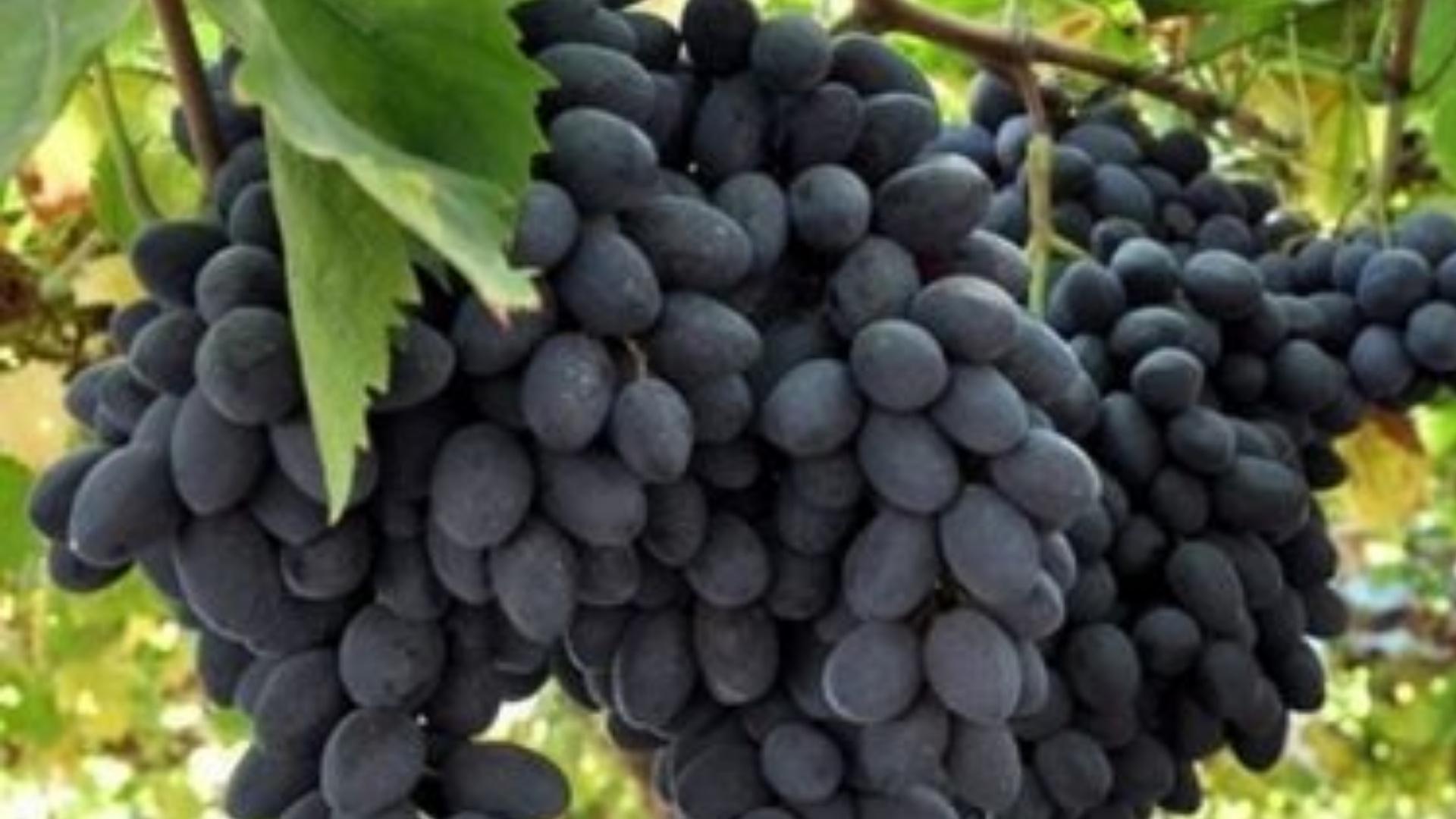 Dedo De Dama Grape