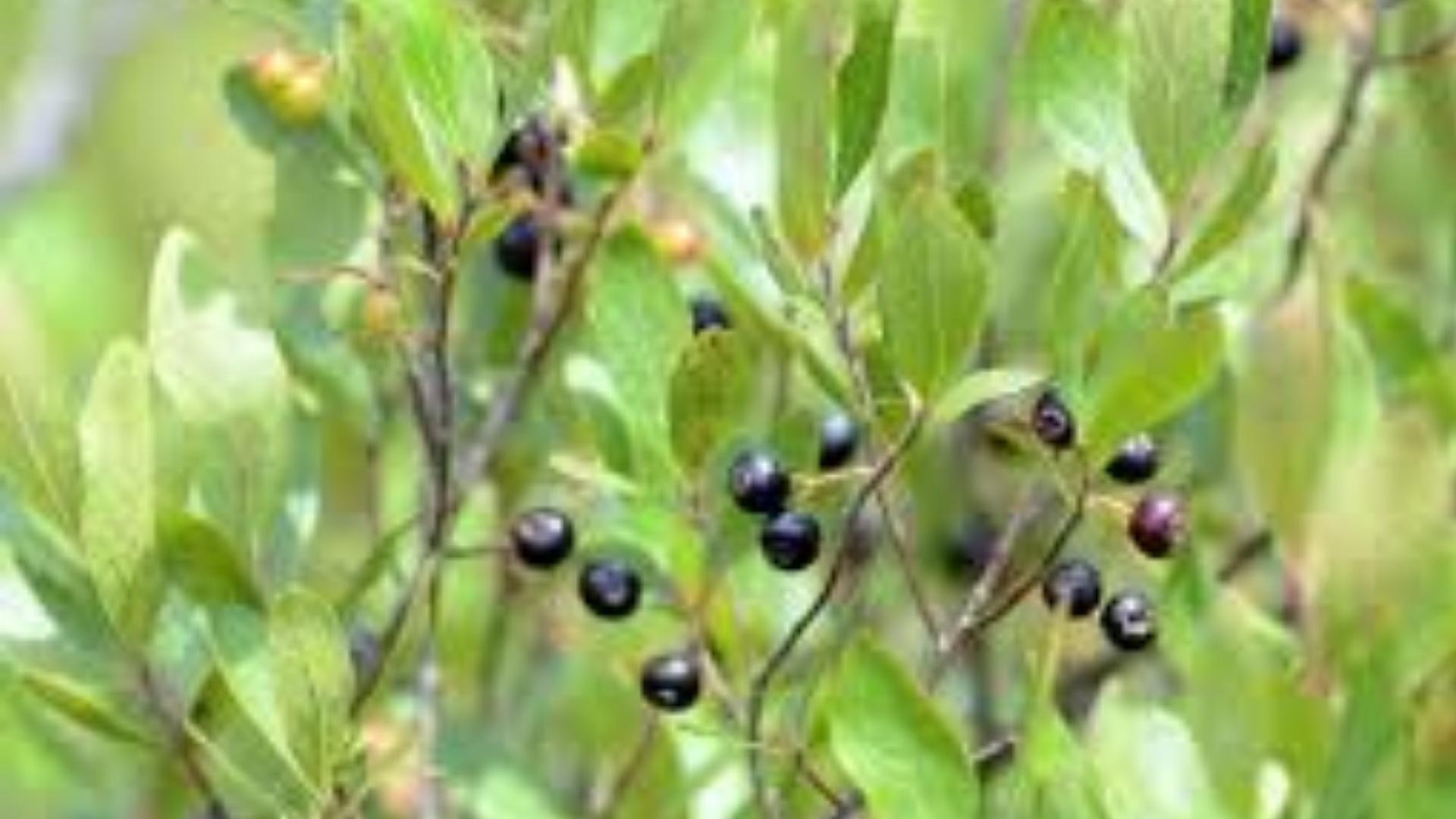 Deer Berry