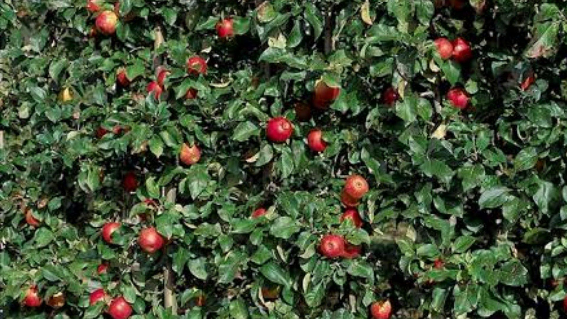 Delbard Jubilée Apple