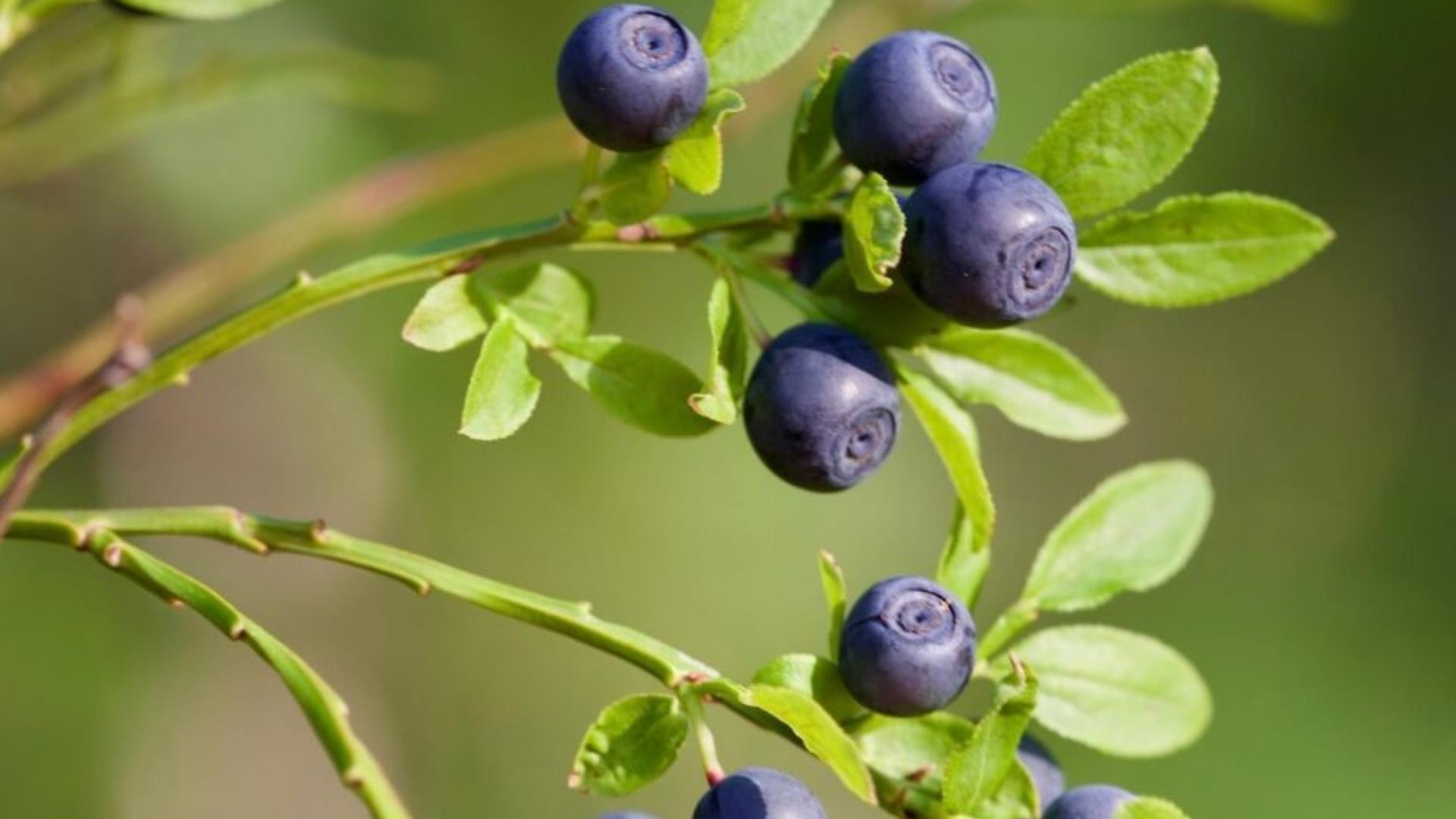 Icelandic Blueberry
