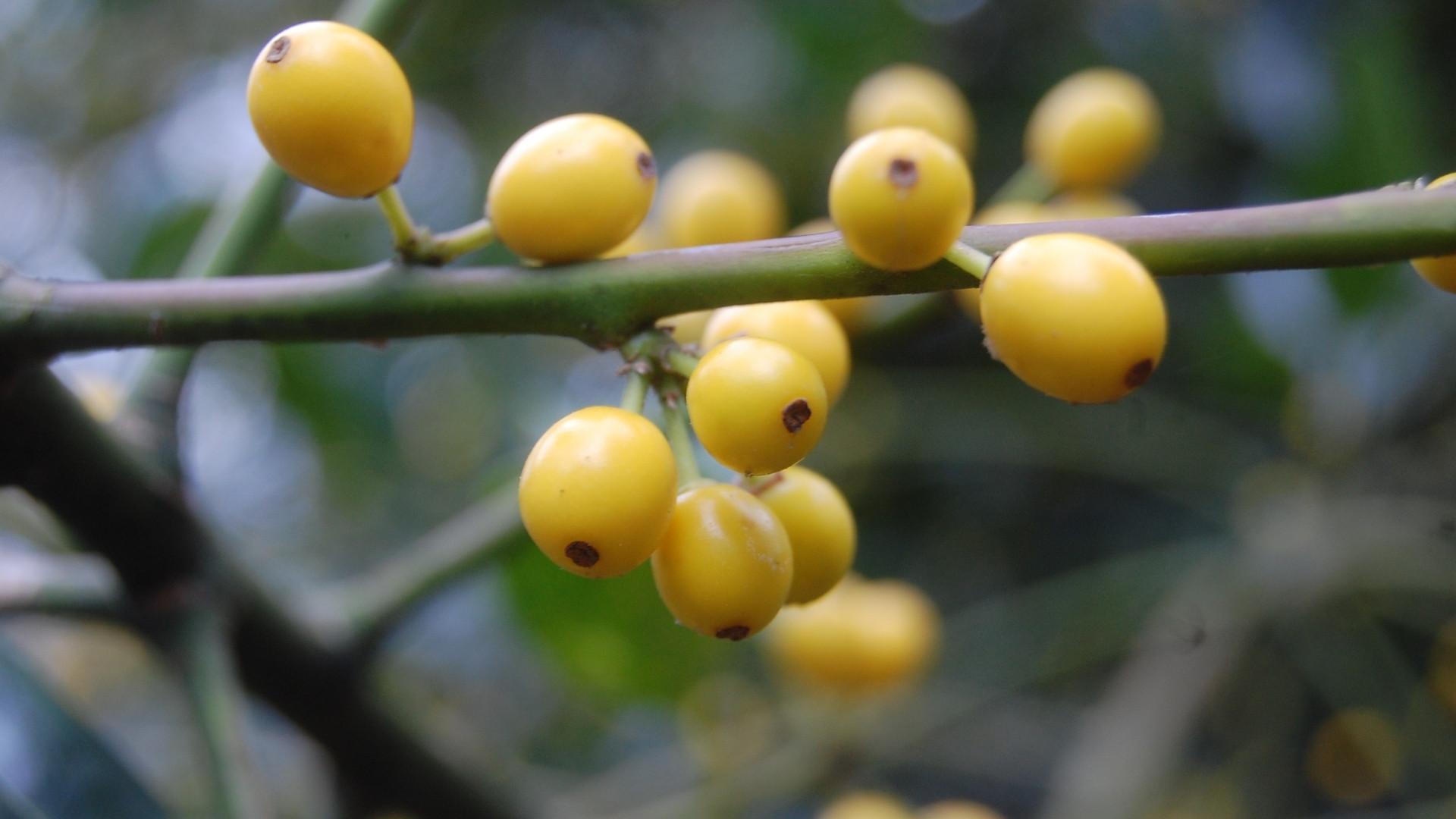 Ilex Aquifolium
