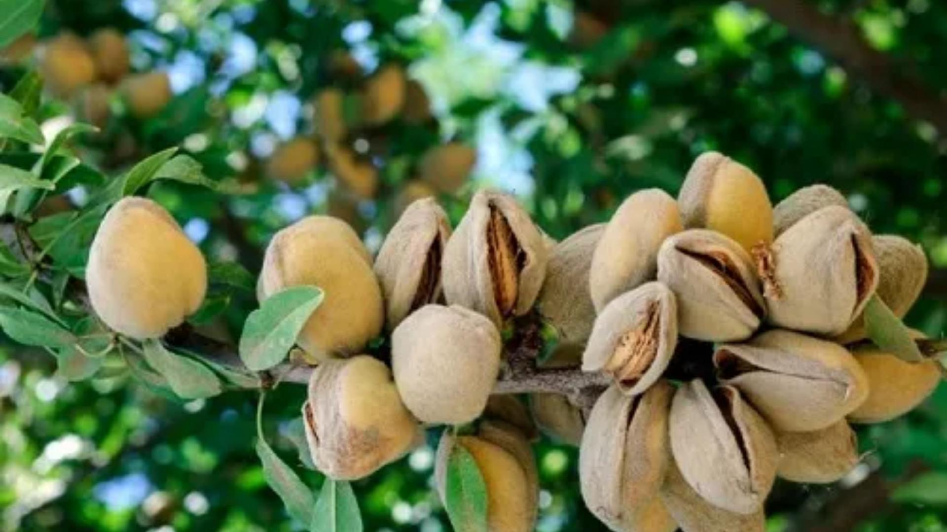 Indian Almond
