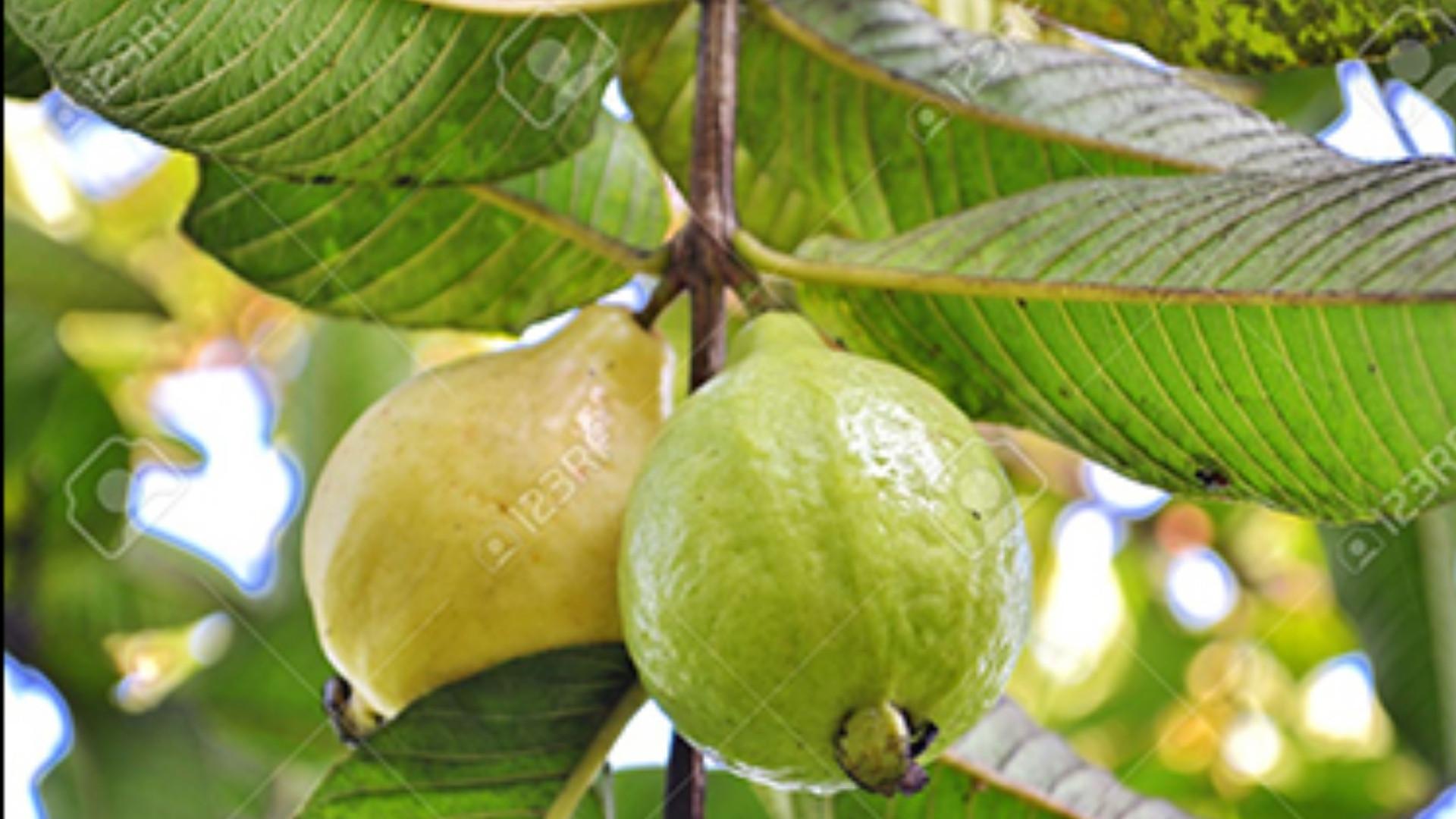 Island Guava
