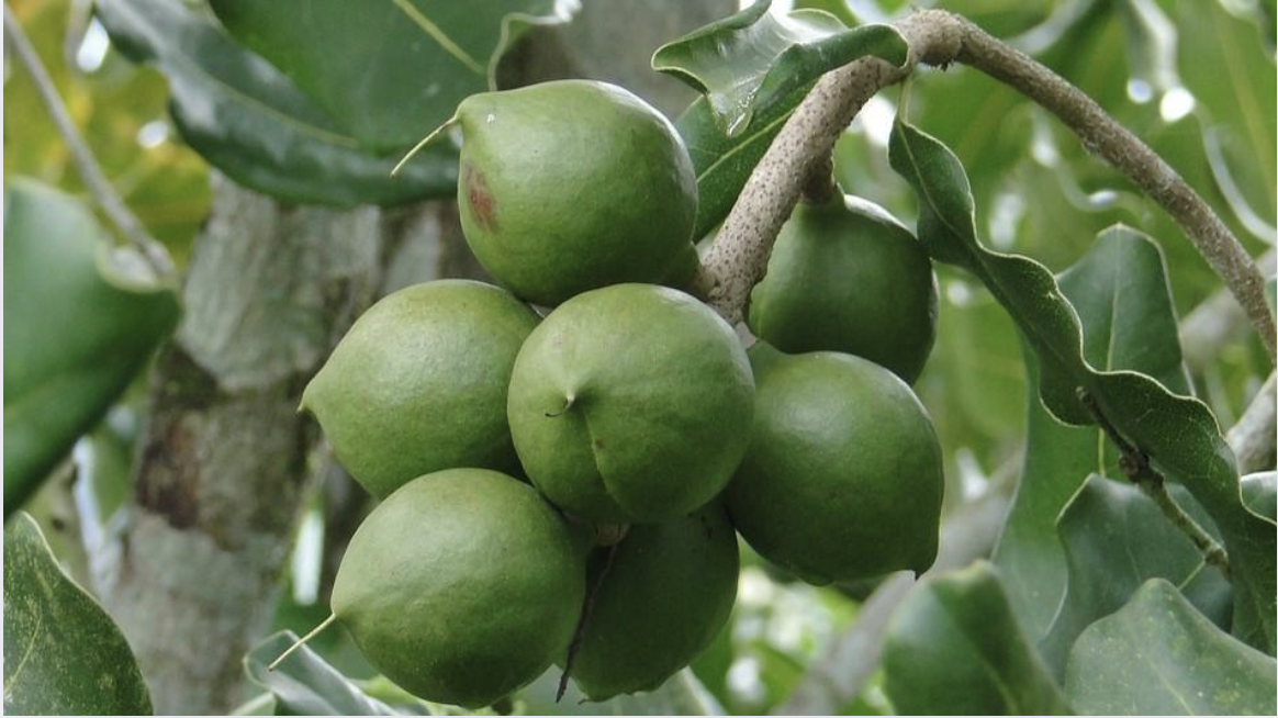 Macadamia Fruit