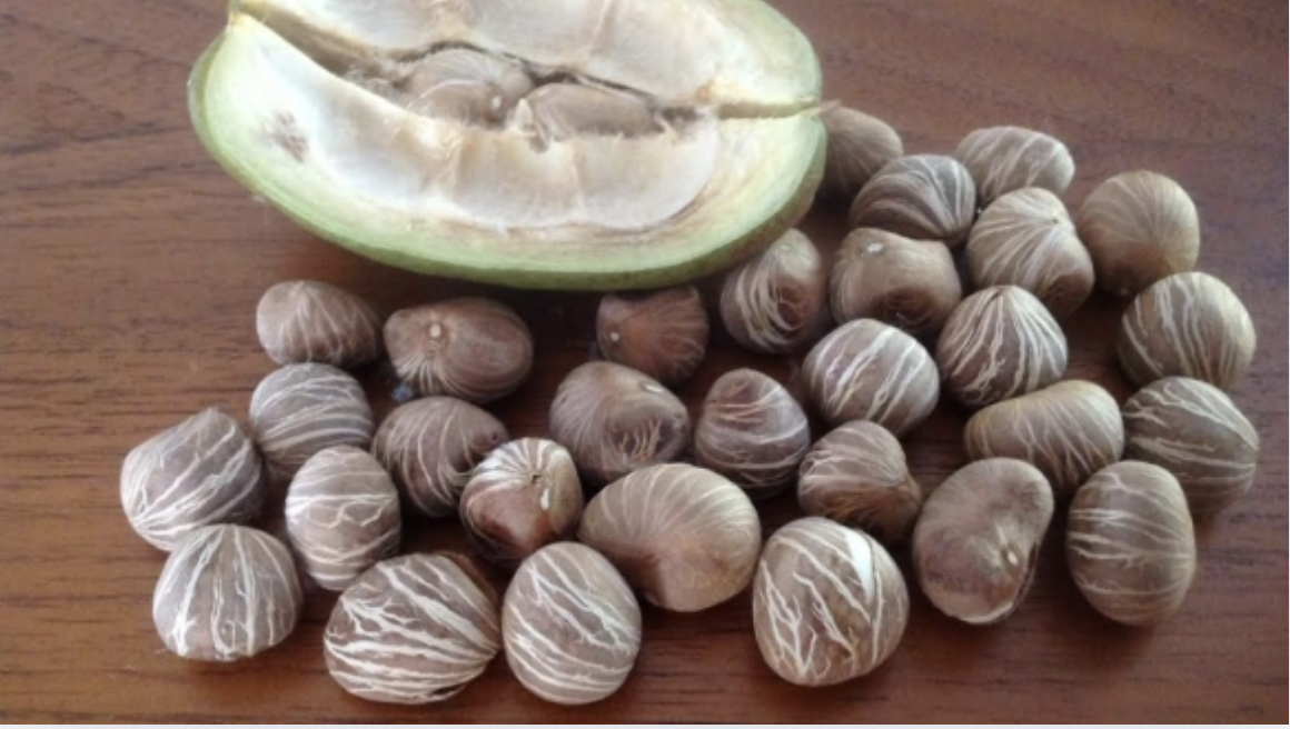 Malabar Nut Fruit
