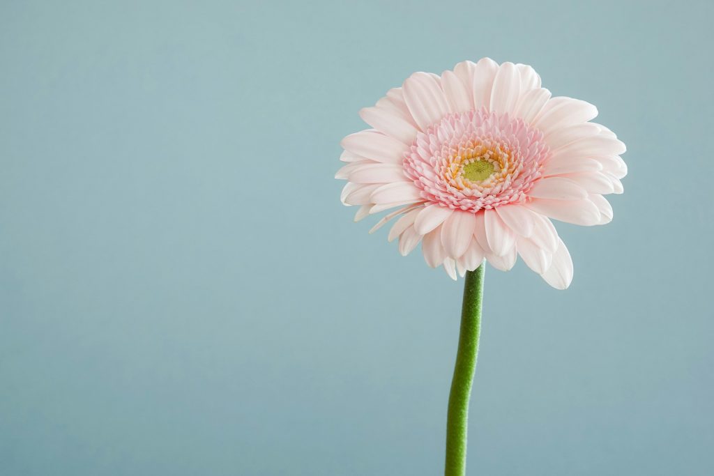 Arguments and Disagreements: How Flowers Will Assist Mend a Stressed-Out Partnership