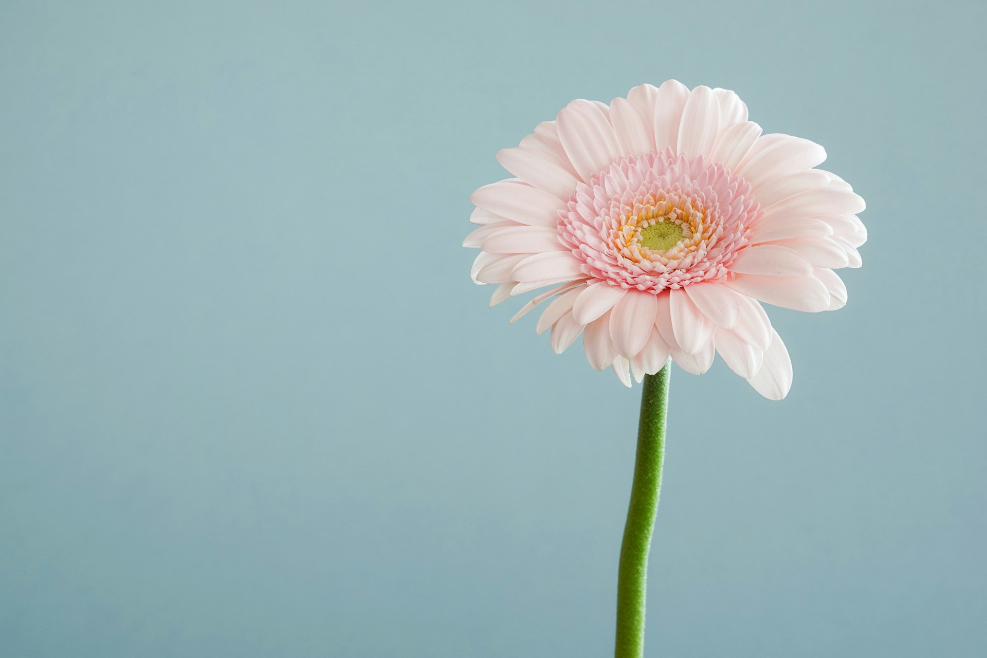 Arguments and Disagreements: How Flowers Will Assist Mend a Stressed-Out Partnership